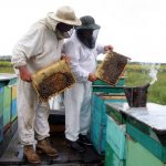 Пчеловодство